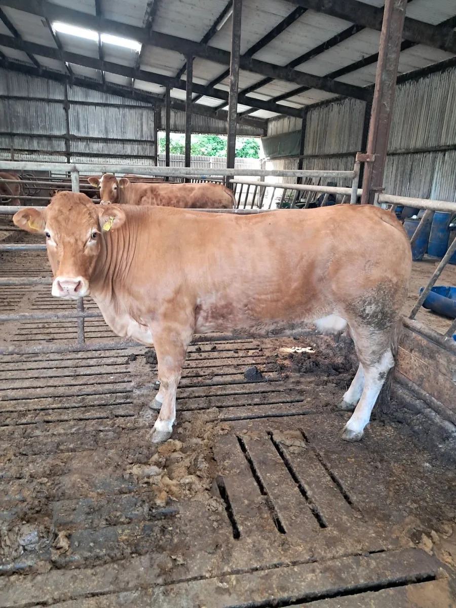 3 young pbr limousin cows nosale in gortatlea mart - Image 1