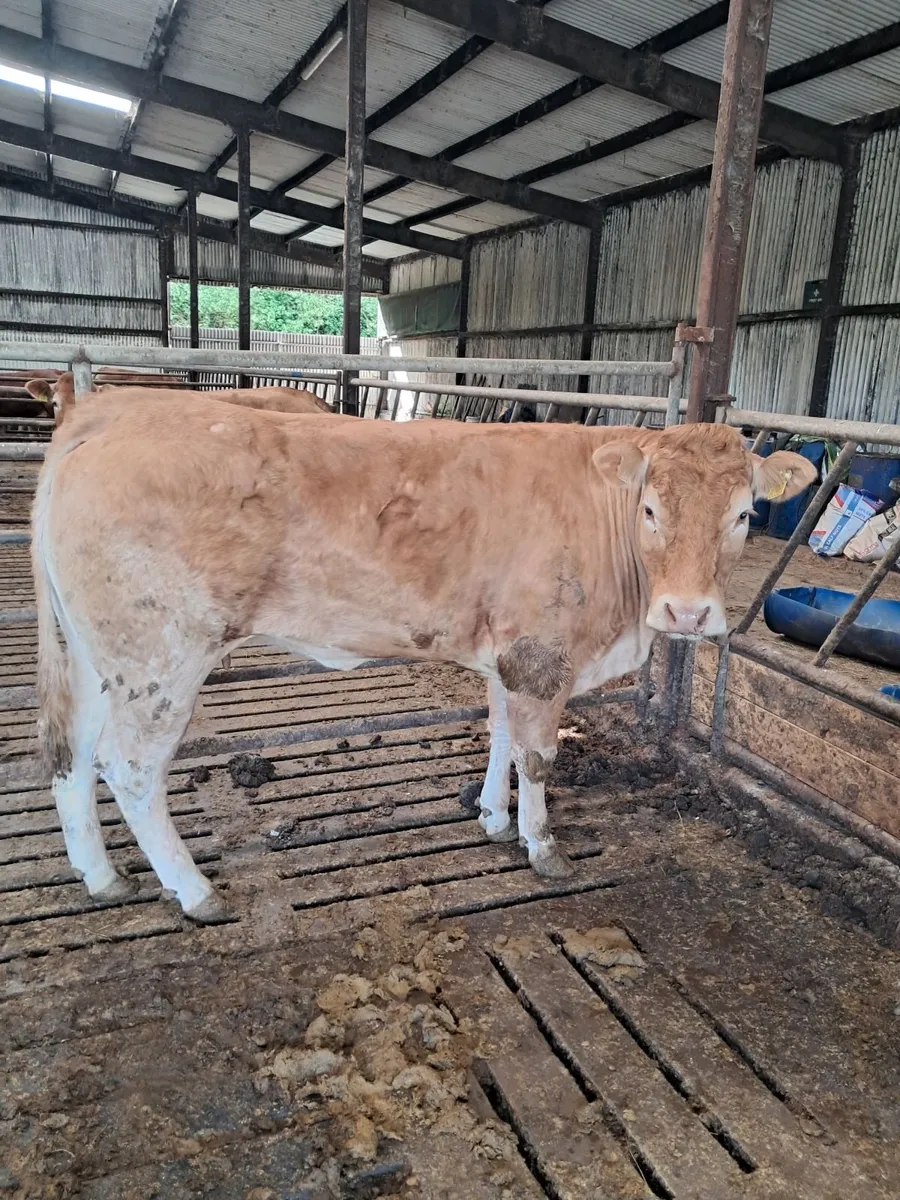 3 young pbr limousin cows nosale in gortatlea mart - Image 2