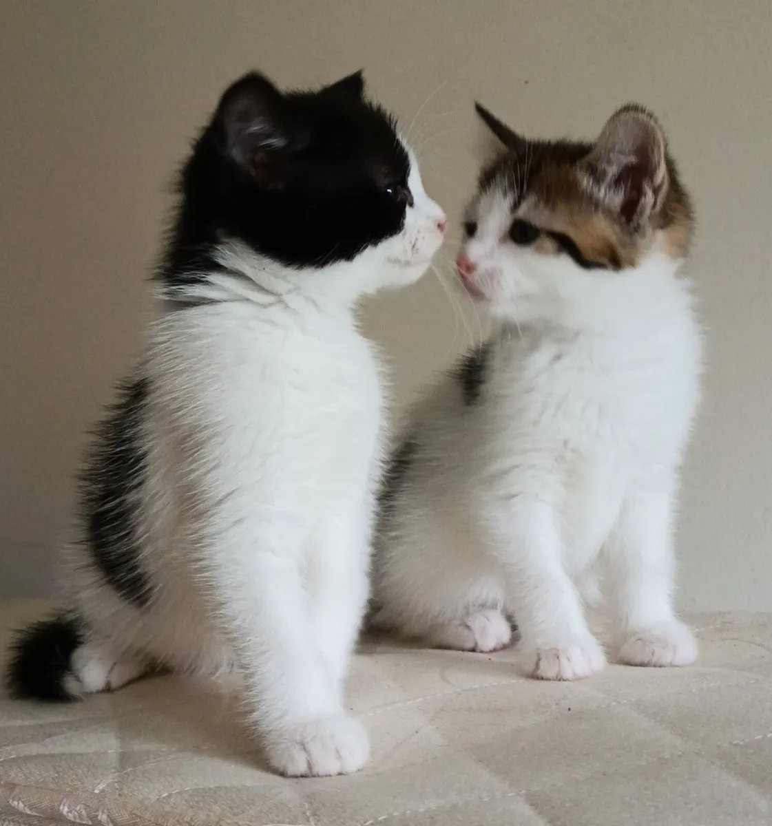 Kittens - Image 1