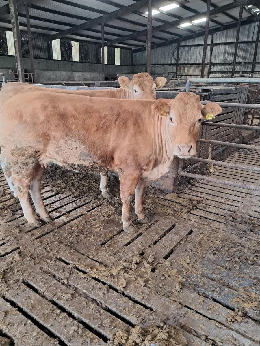 3 young pbr limousin cows nosale in gortatlea mart - Image 3