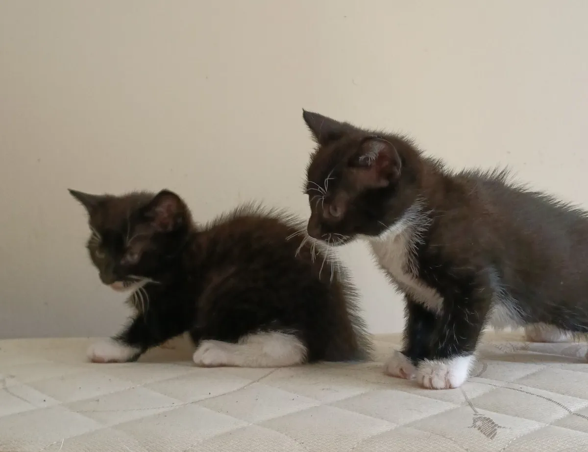 Kittens - Image 2