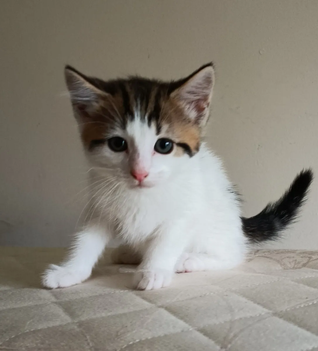 Kittens - Image 4