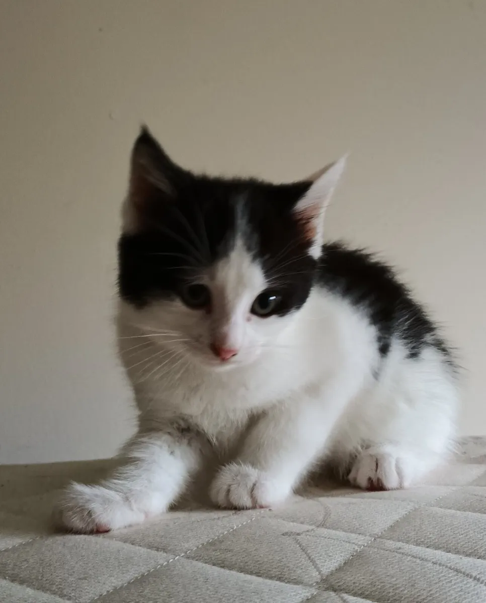 Kittens - Image 3