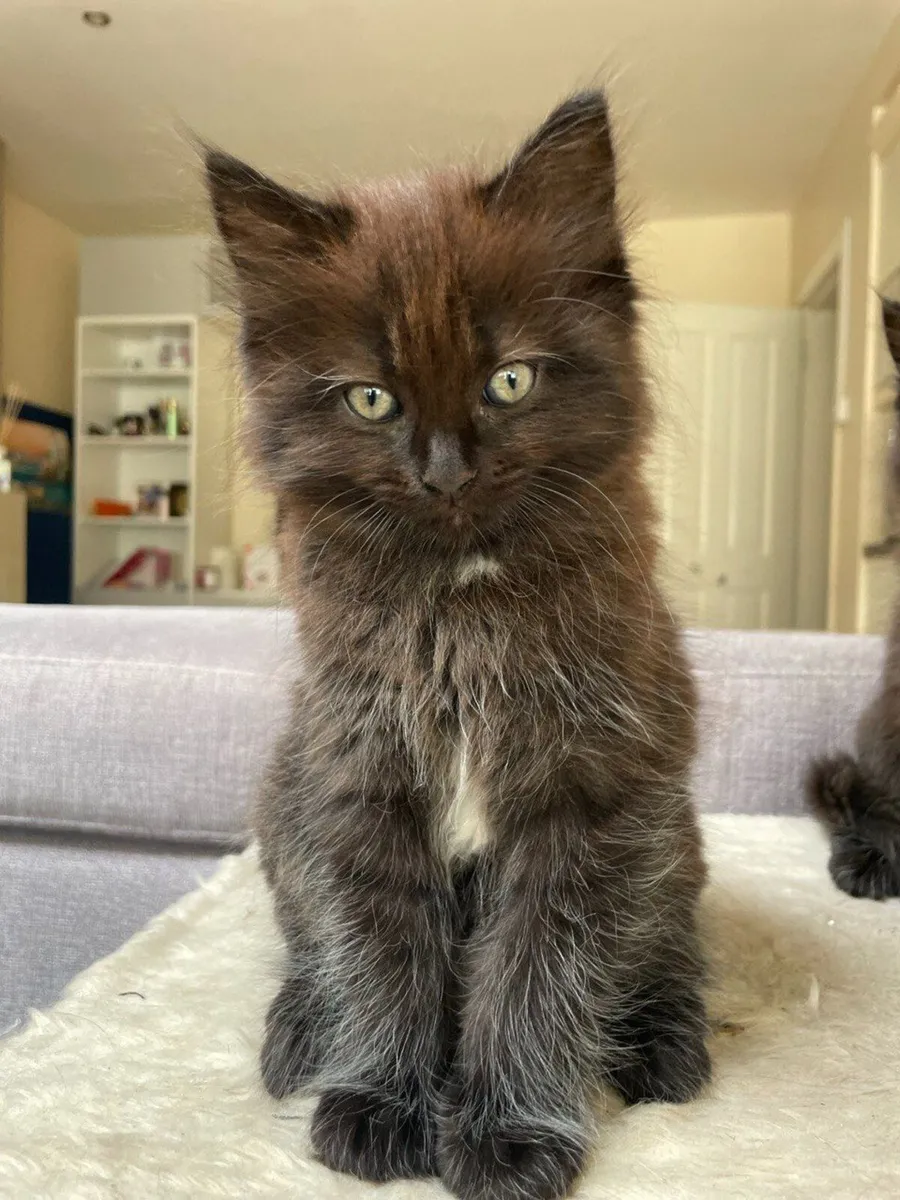 Beautiful and very playful kittens - Image 2