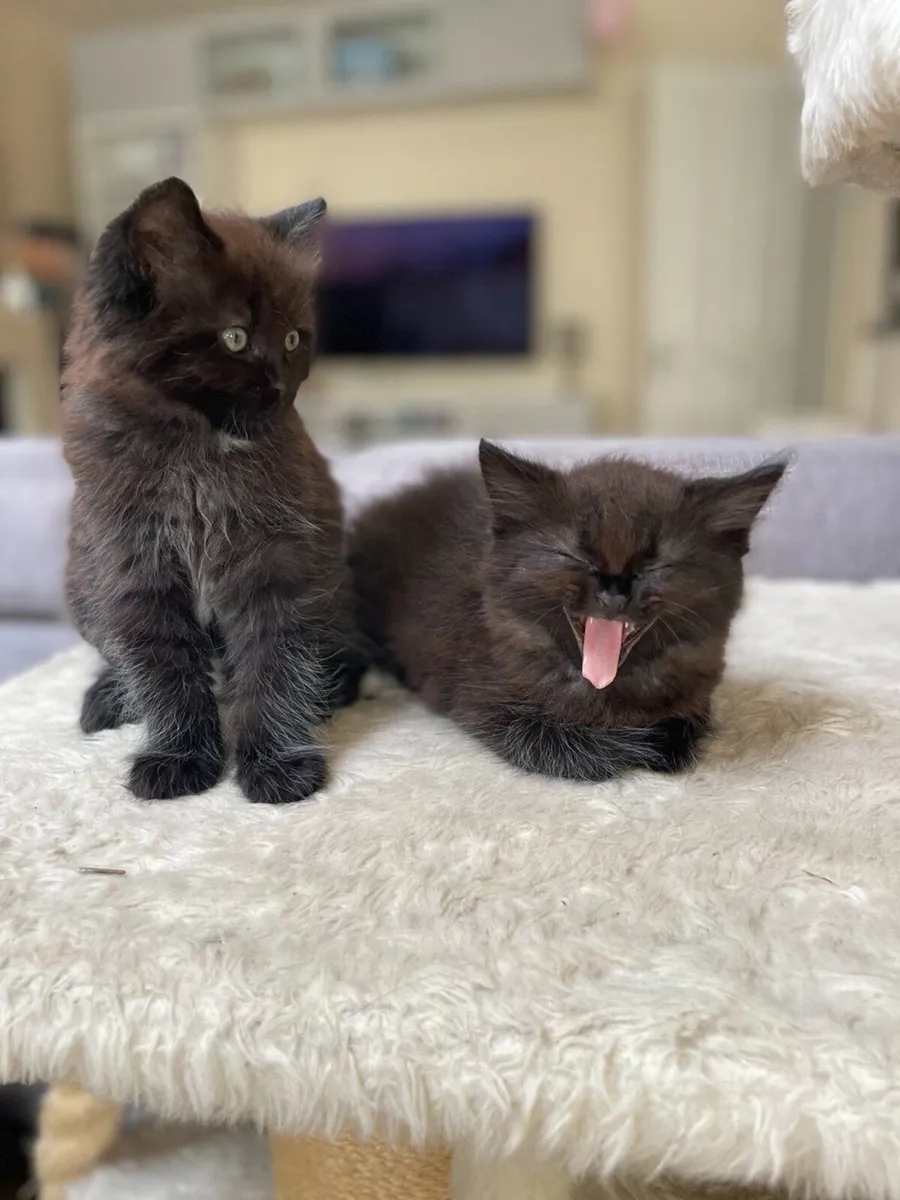 Beautiful and very playful kittens - Image 1