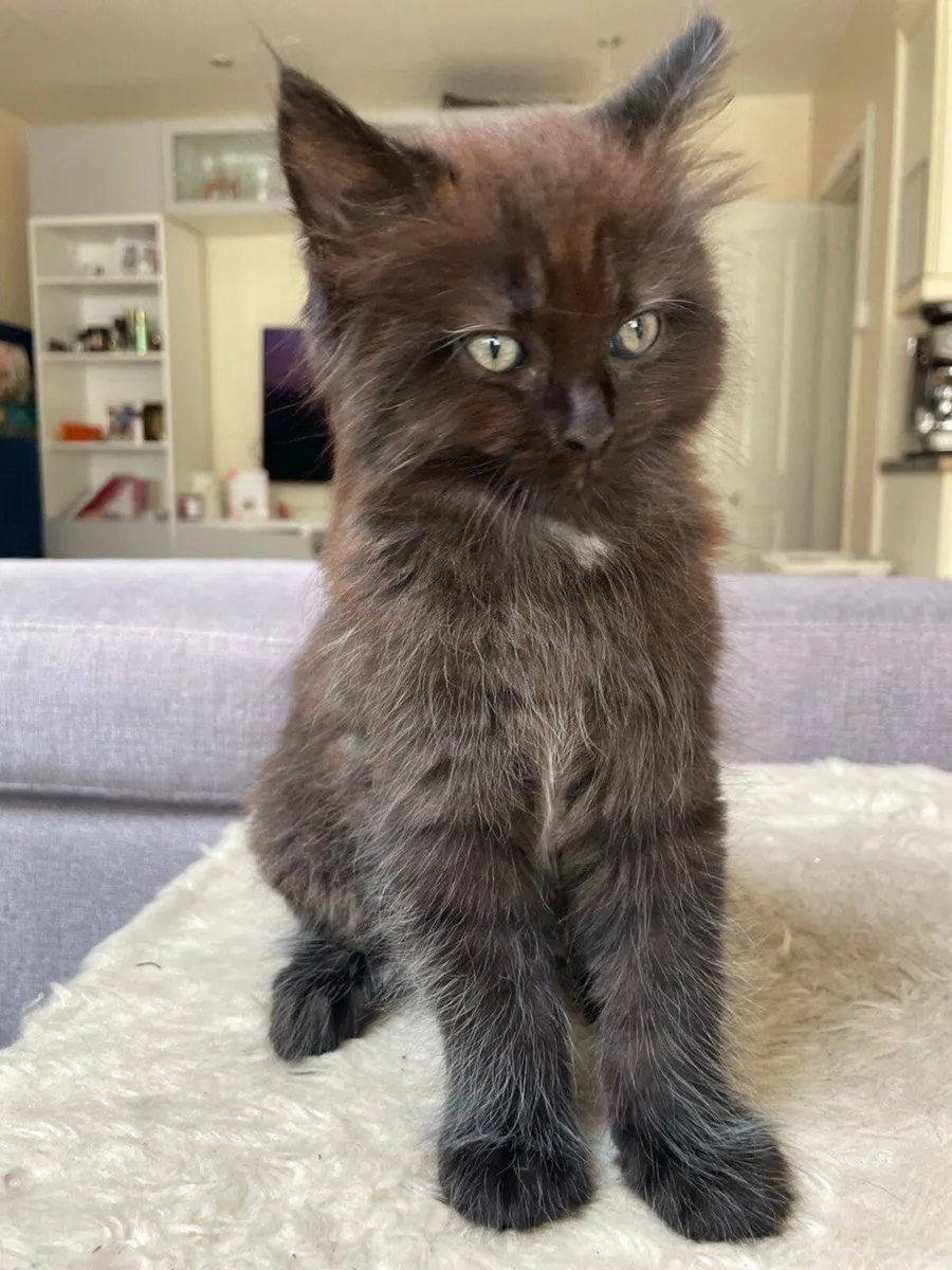 Beautiful and very playful kittens - Image 3