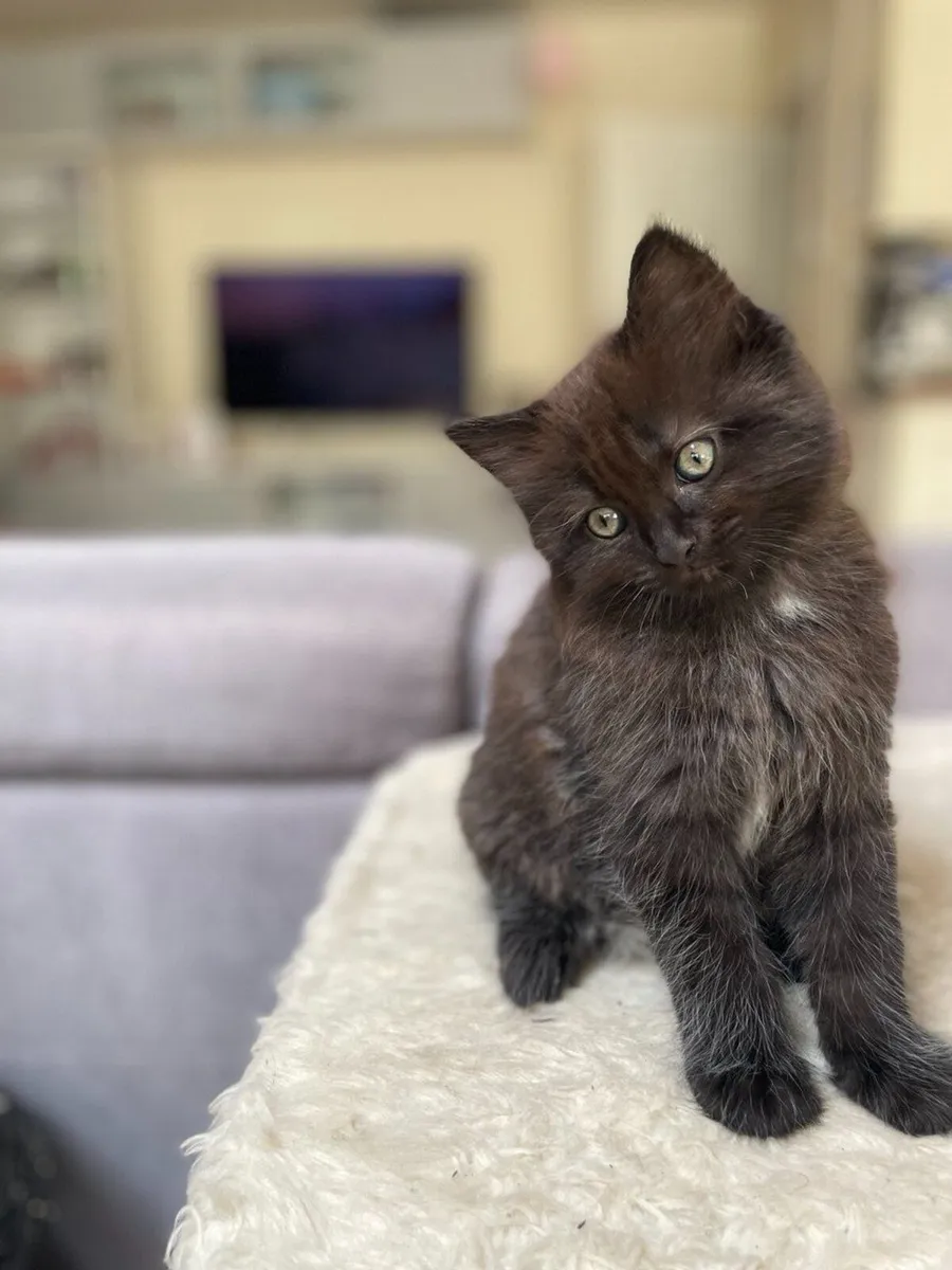 Beautiful and very playful kittens - Image 4