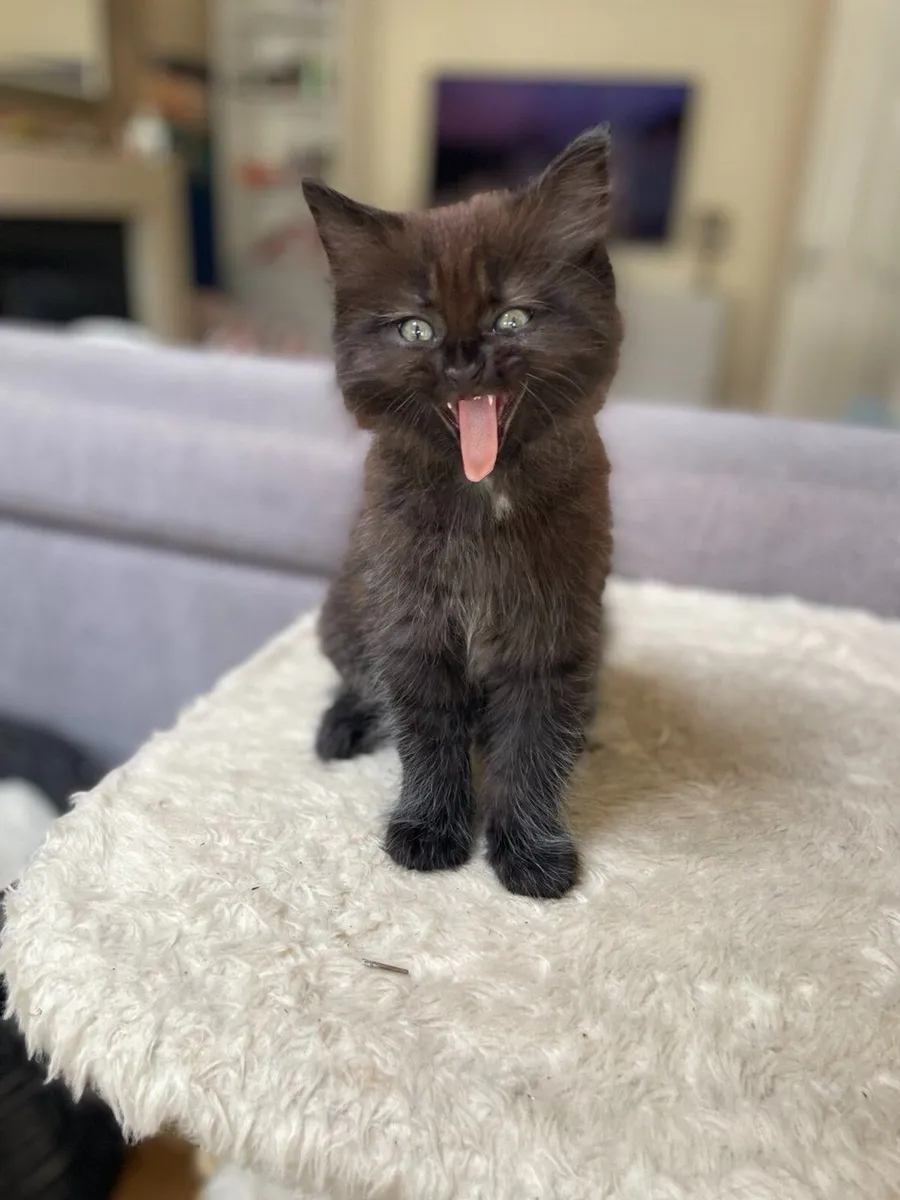Beautiful and very playful female kitten - Image 3