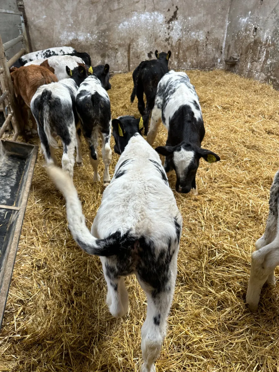 Blue Angus and Fkv bulls - Image 1