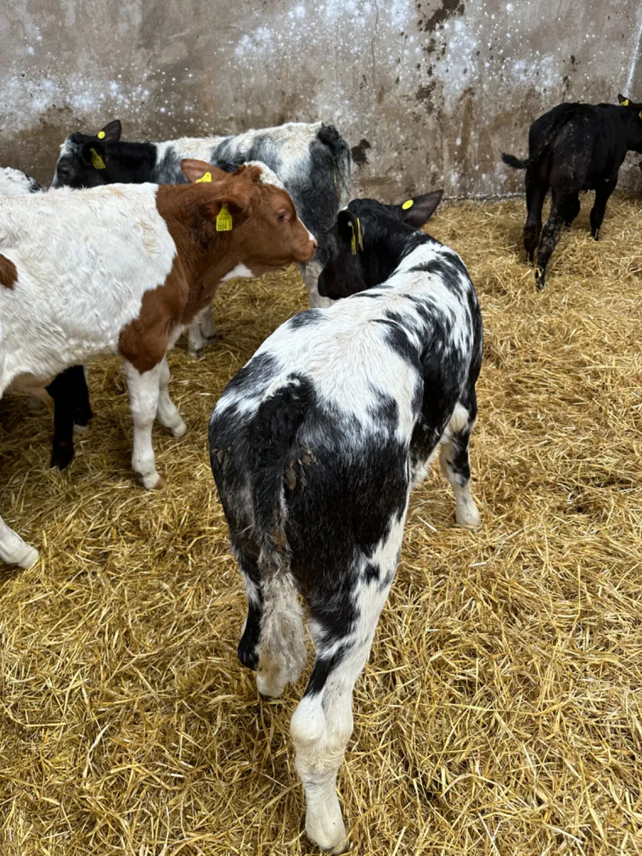 Blue Angus and Fkv bulls - Image 4