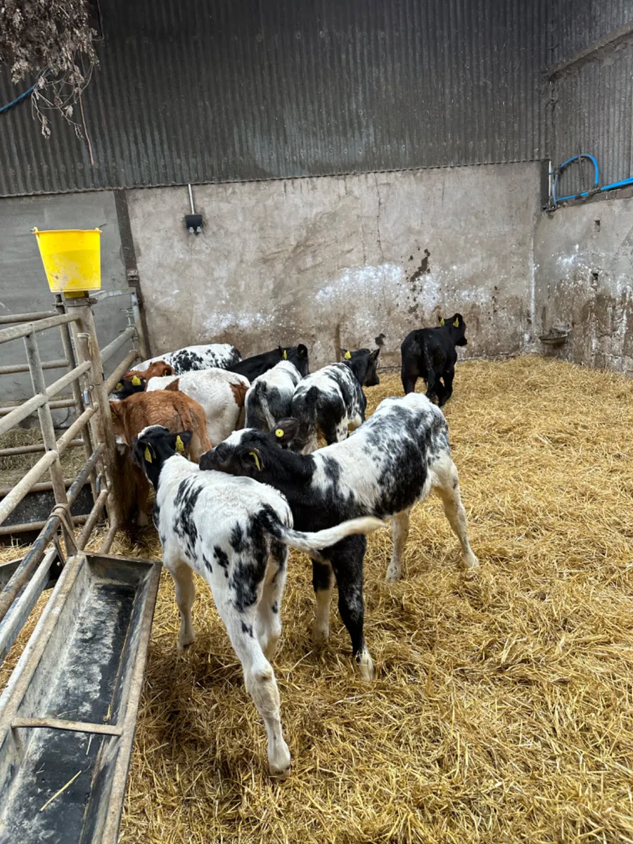 Blue Angus and Fkv bulls - Image 2