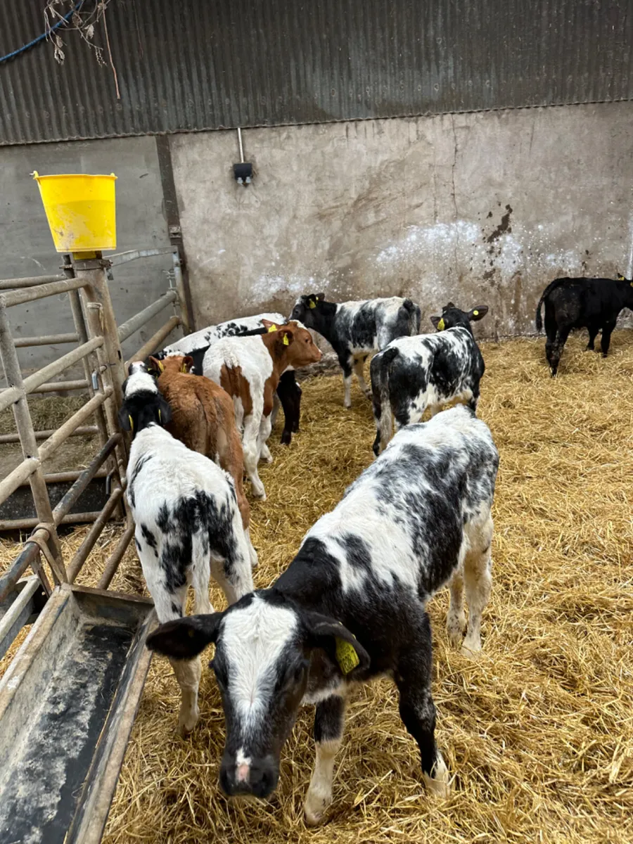 Blue Angus and Fkv bulls - Image 3