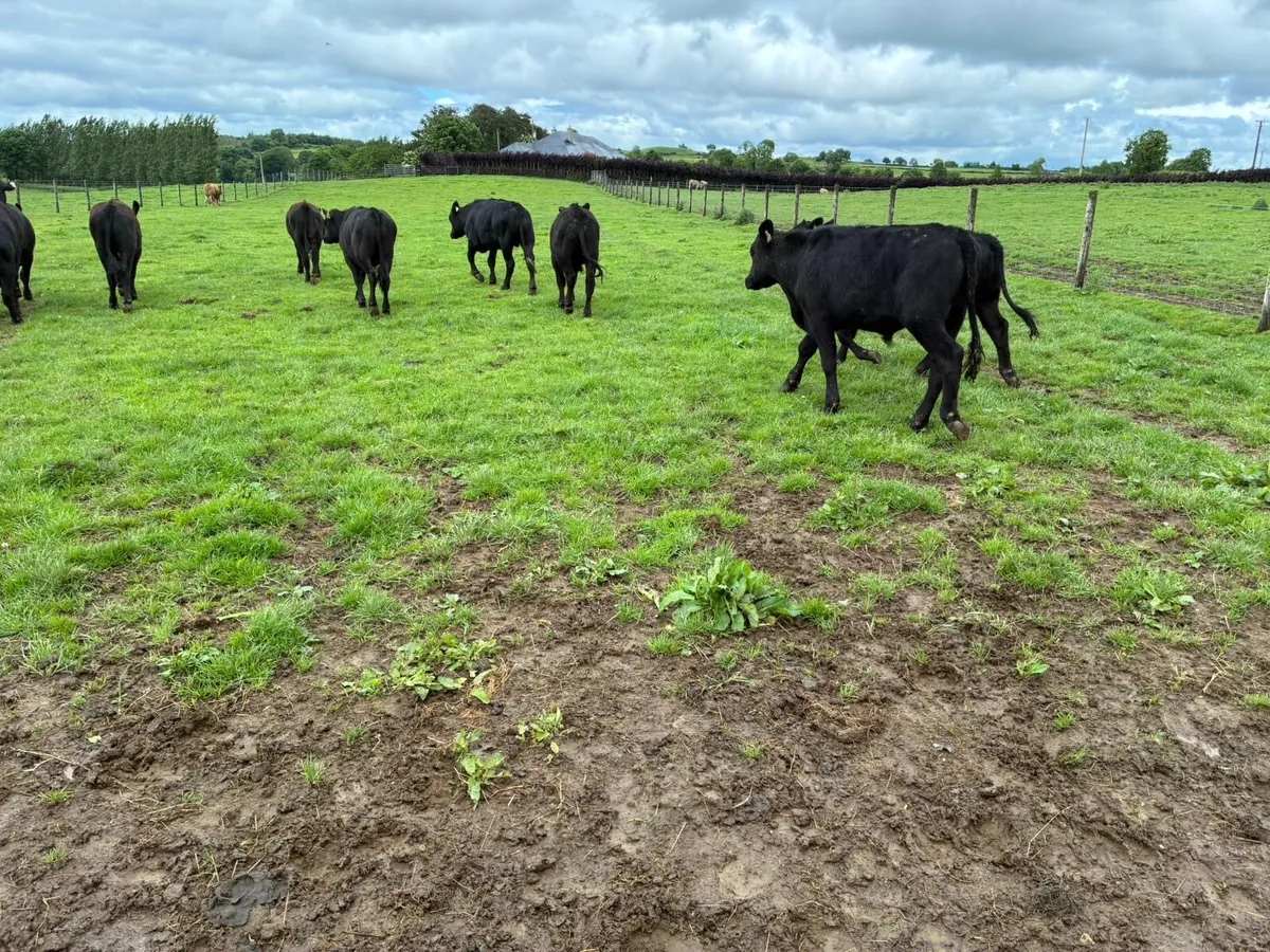 10 super 360 kg Angus bullocks - Image 1
