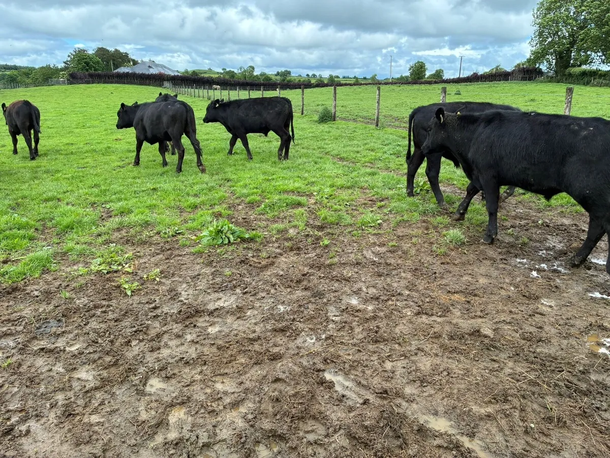 10 super 360 kg Angus bullocks - Image 3
