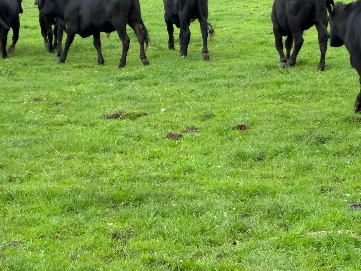 10 super 360 kg Angus bullocks - Image 2