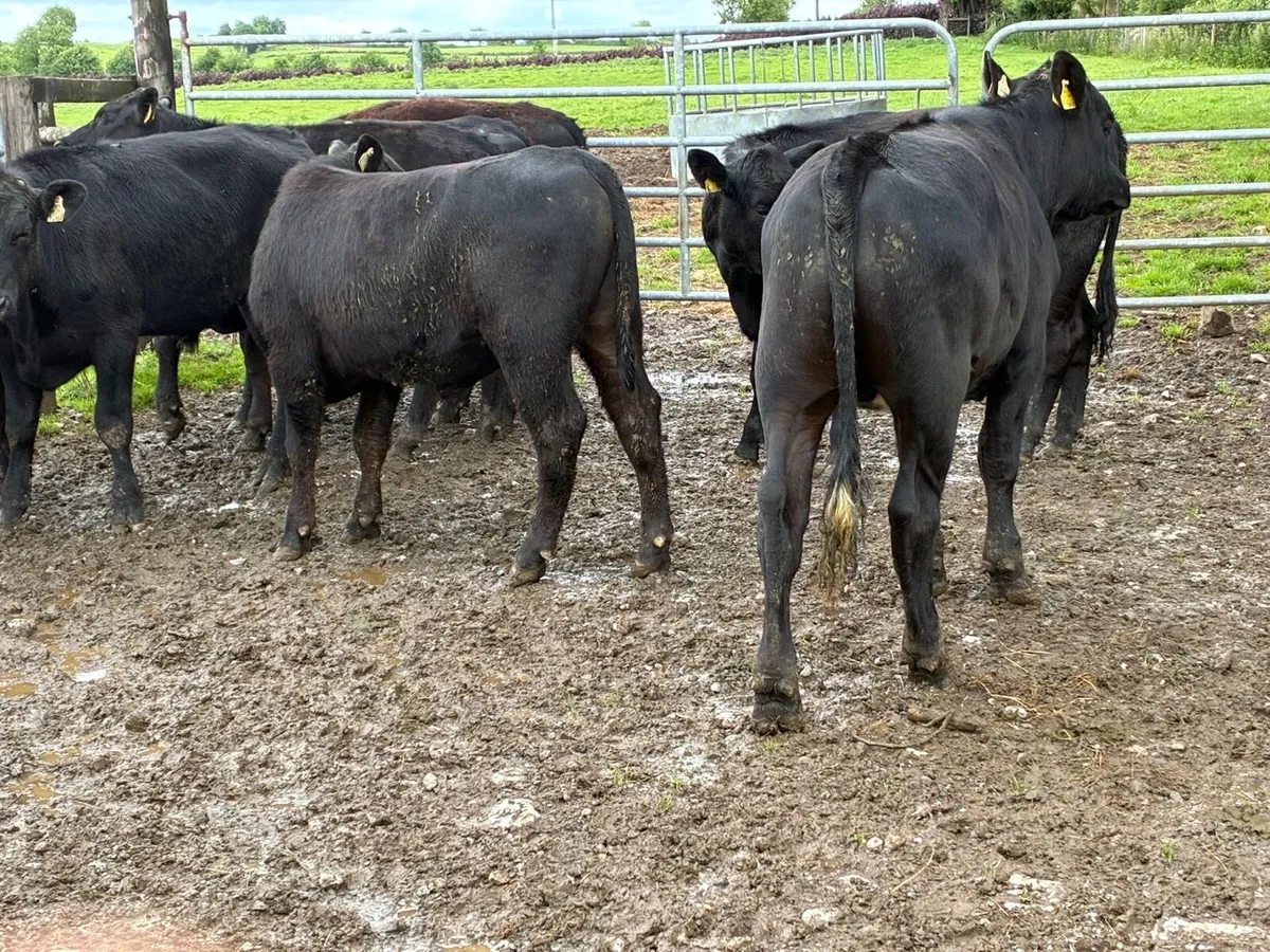 10 super 360 kg Angus bullocks - Image 4
