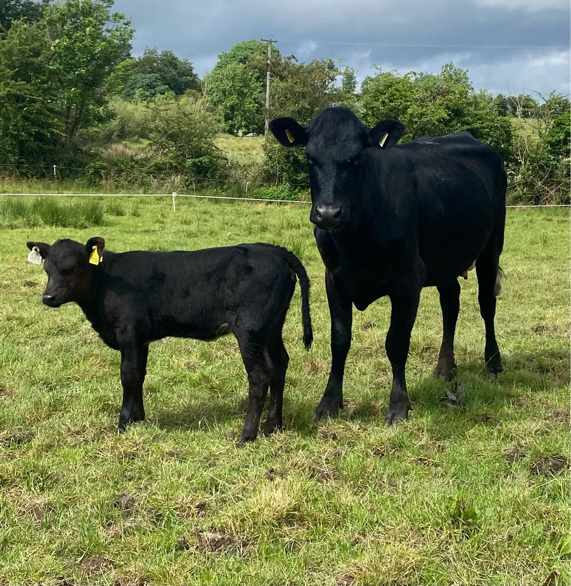 Angus First Calver And Heifer Calf - Image 2