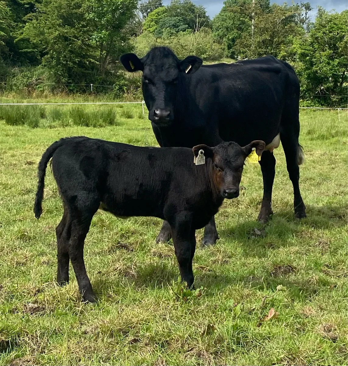 Angus First Calver And Heifer Calf - Image 1