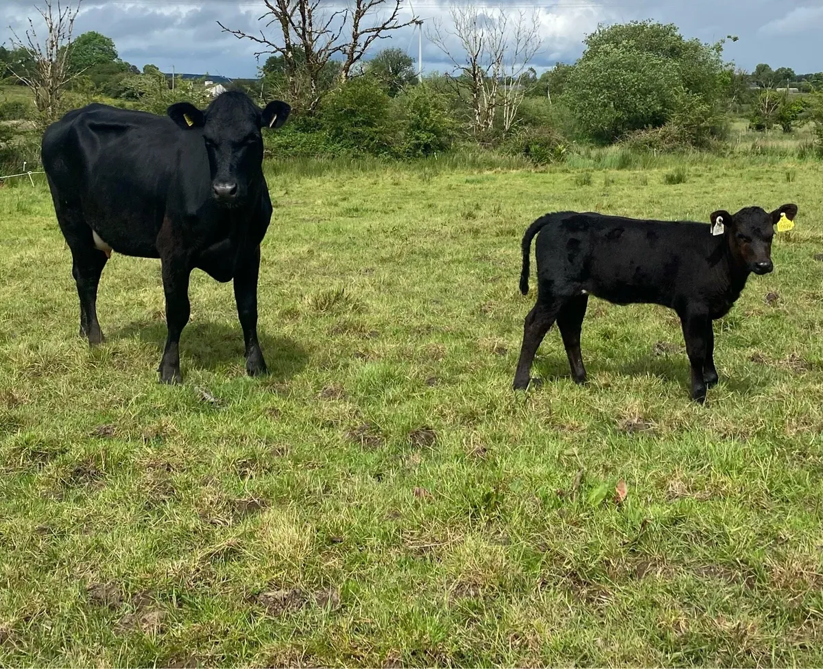 Angus First Calver And Heifer Calf - Image 4