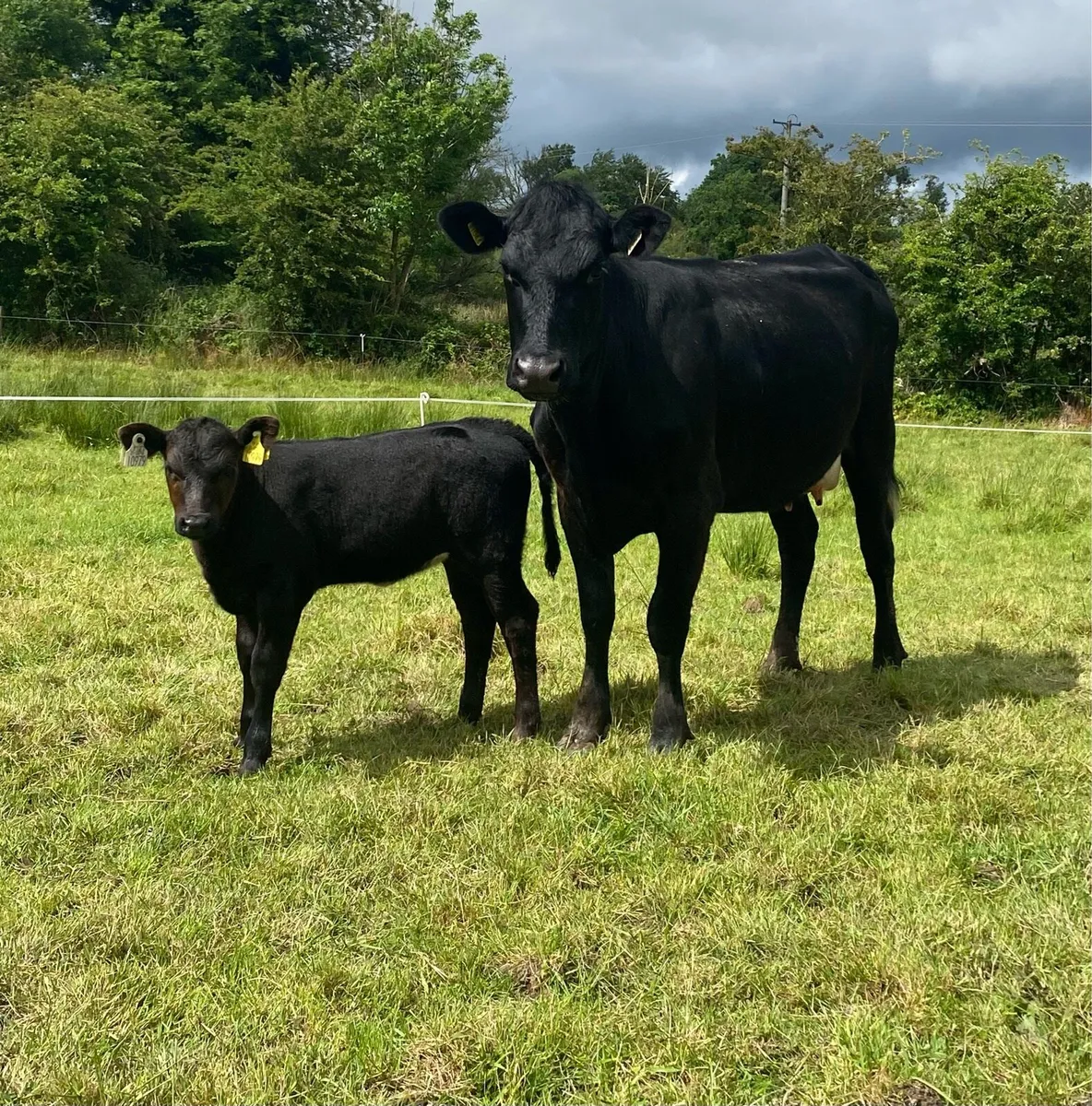 Angus First Calver And Heifer Calf - Image 3