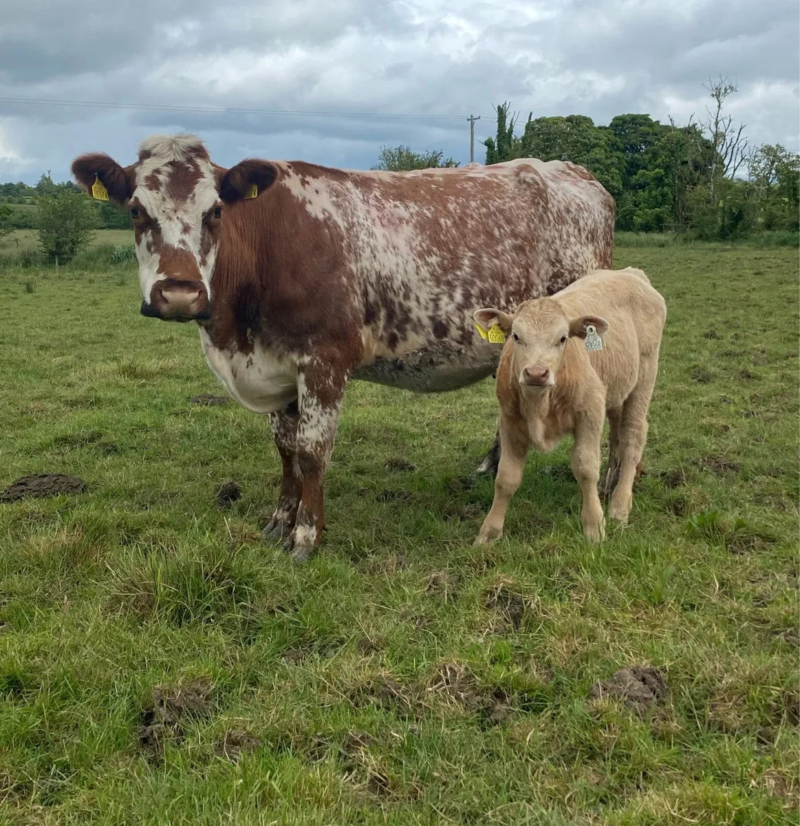 4 Star⭐️ Roan Cow And AI Bred Charolais Calf - Image 1