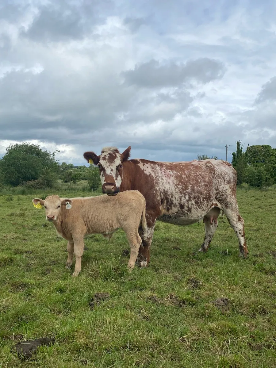 4 Star⭐️ Roan Cow And AI Bred Charolais Calf - Image 3
