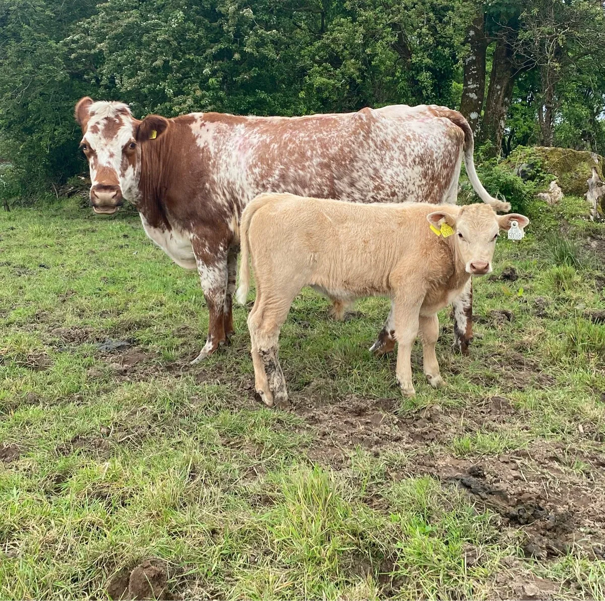 4 Star⭐️ Roan Cow And AI Bred Charolais Calf - Image 4