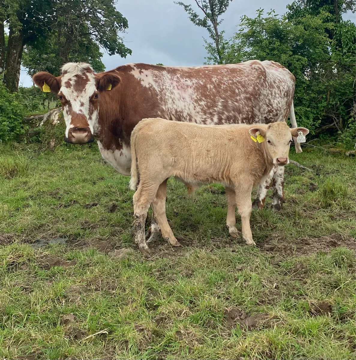 4 Star⭐️ Roan Cow And AI Bred Charolais Calf - Image 2