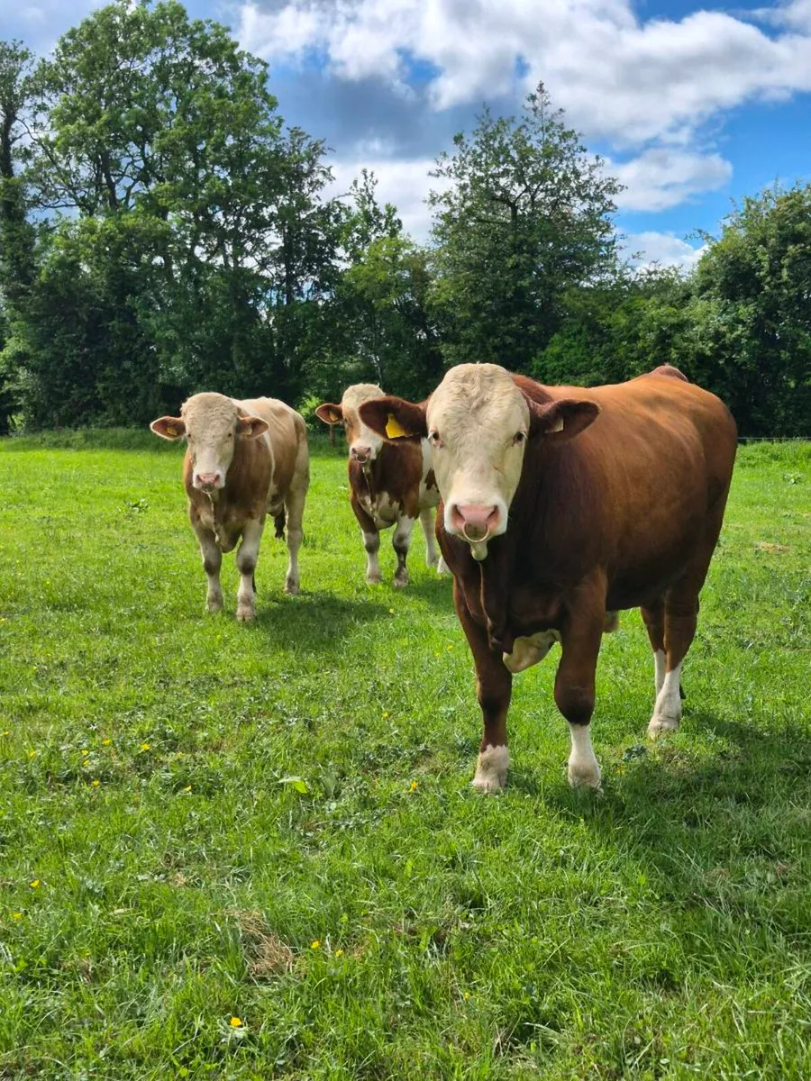 Fleckvieh Bulls - Image 2