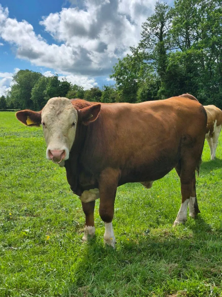 Fleckvieh Bulls - Image 3