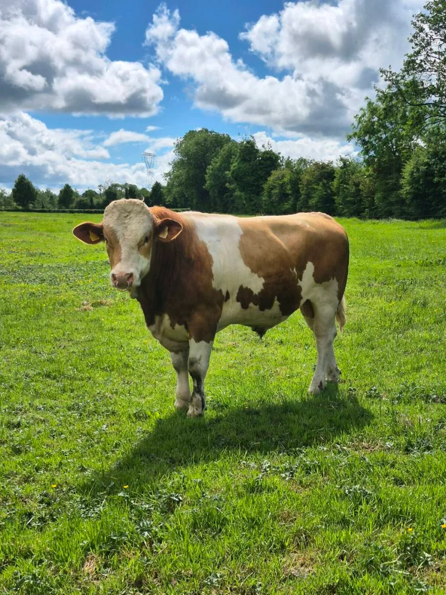 Fleckvieh Bulls - Image 4
