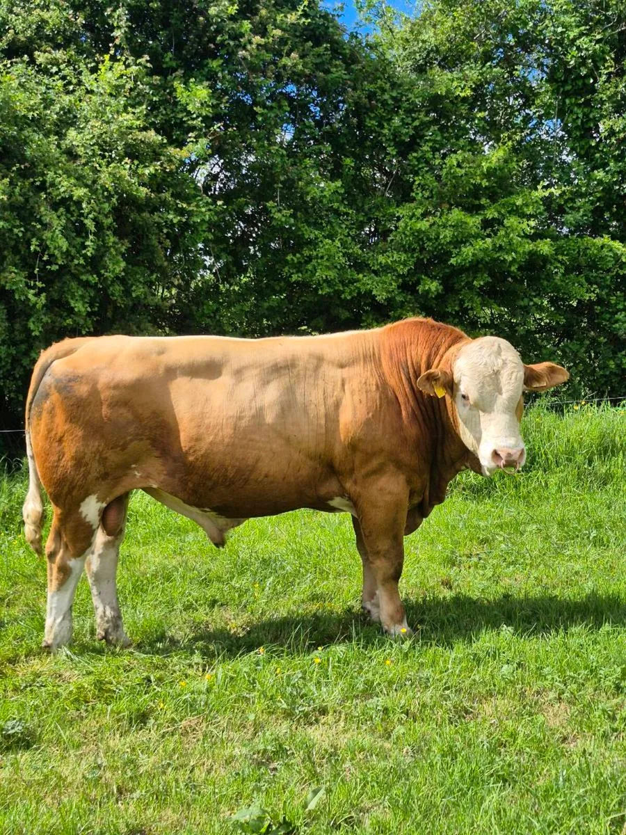 Fleckvieh Bulls - Image 1