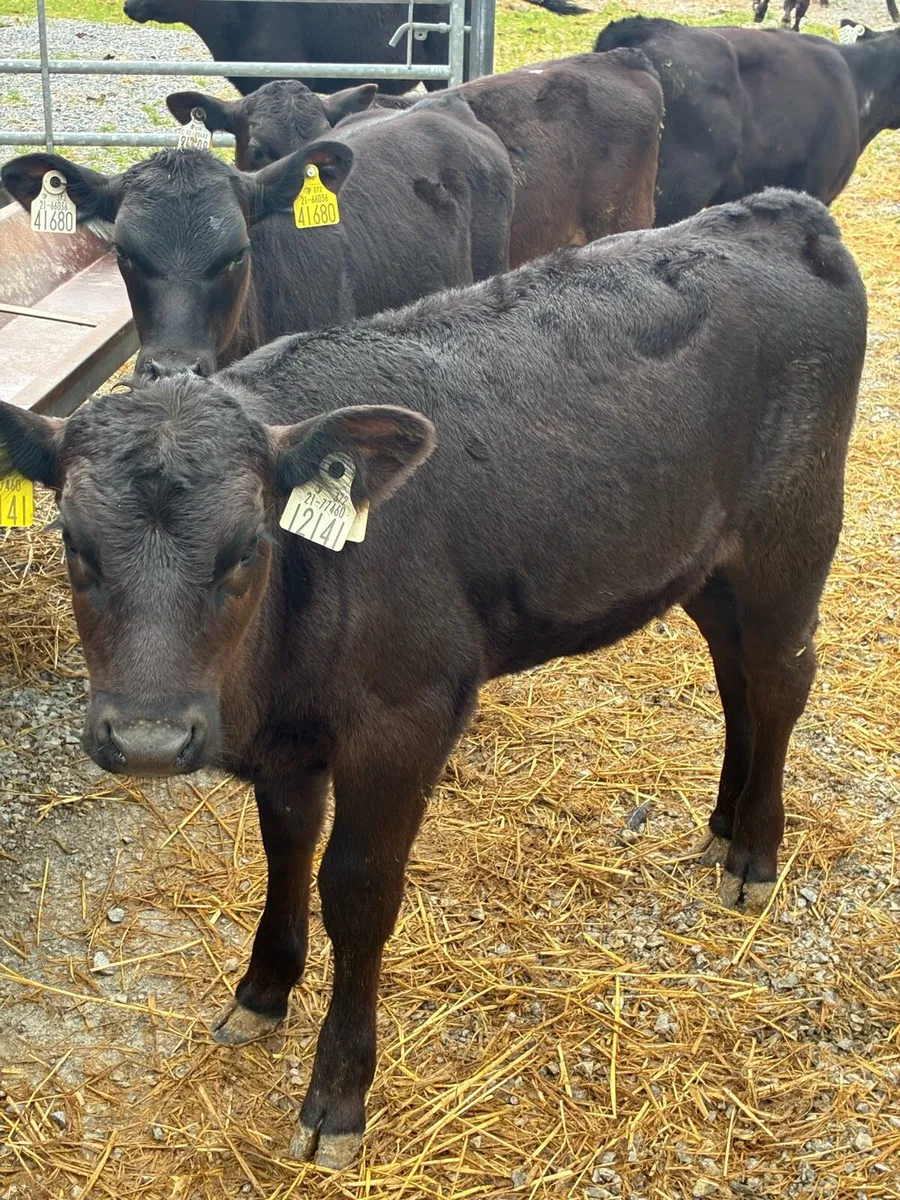 SUPER QUALITY AA HEIFER RUNNERS 3/4 MONTHS OLD - Image 1