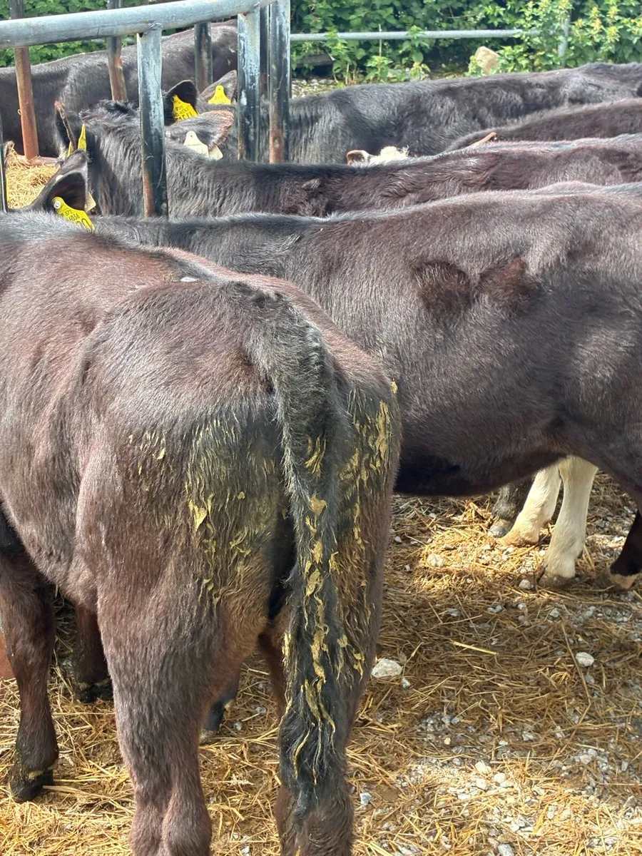 70 SUPER QUALITY GRASS RUNNERS/WEANLINGS - Image 2