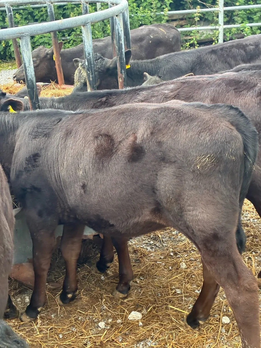 70 SUPER QUALITY GRASS RUNNERS/WEANLINGS - Image 3