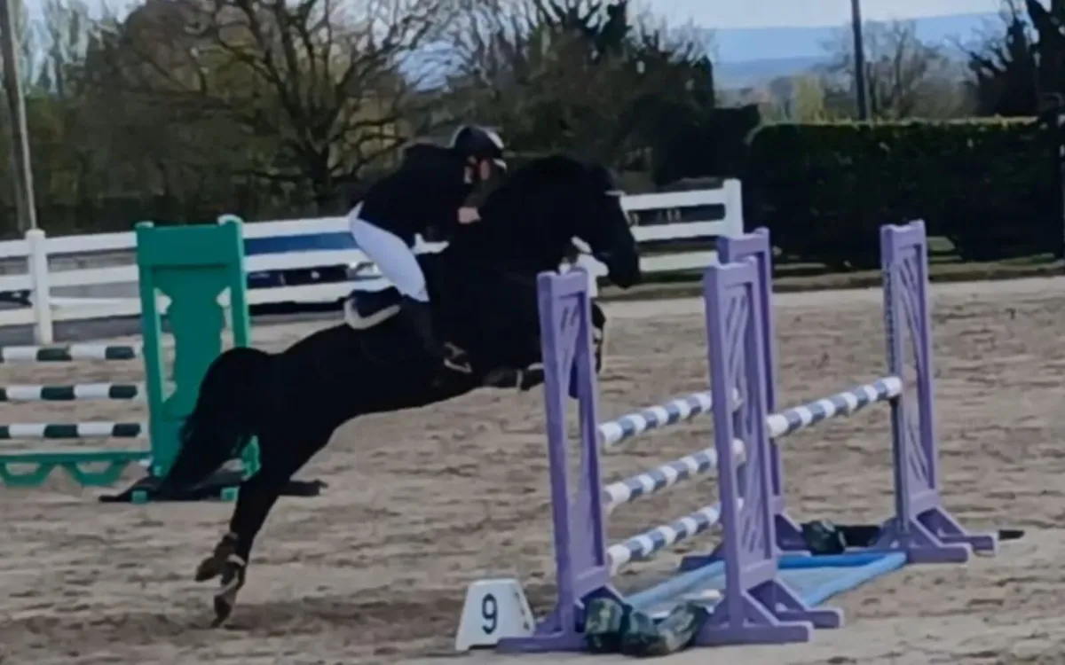 Superstar pony 7 rds potential 13.2 - Image 1