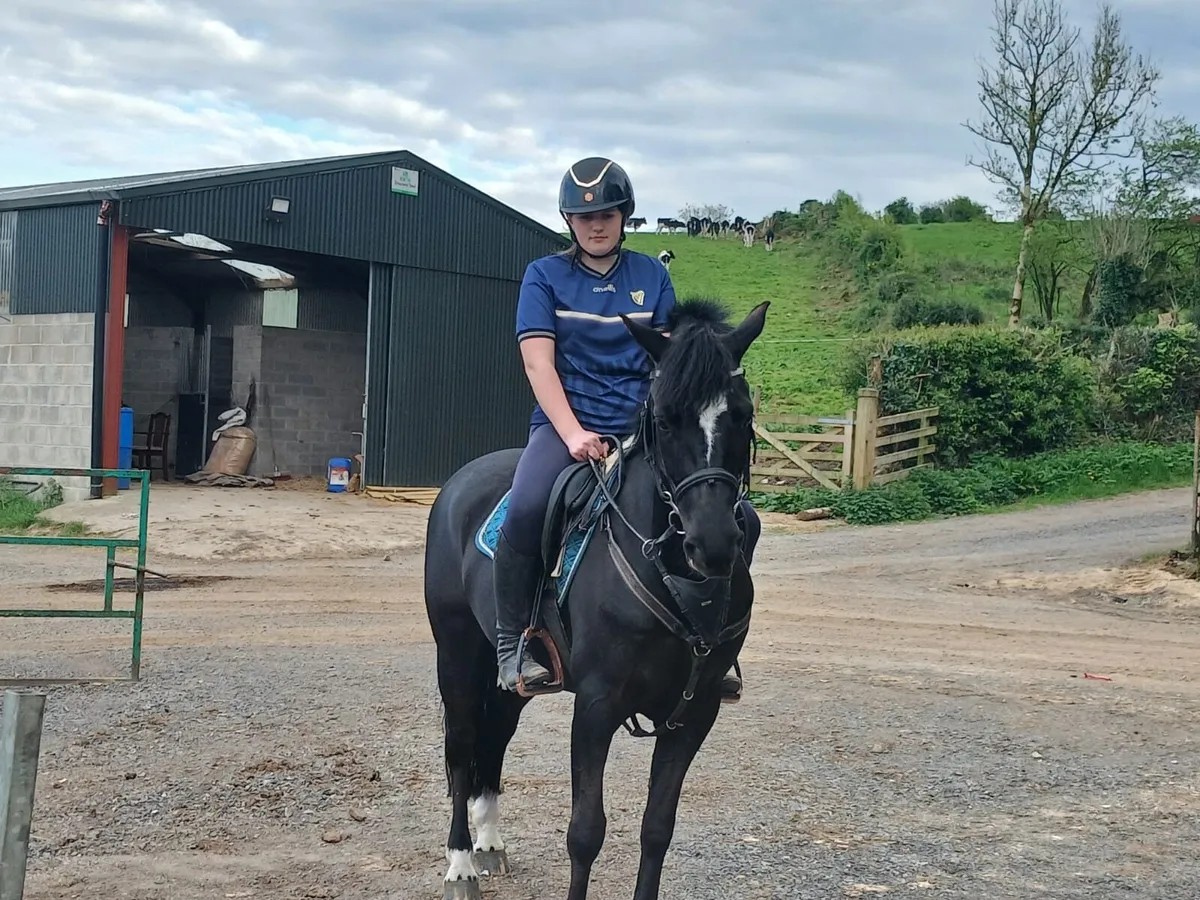 Superstar pony 7 rds potential 13.2 - Image 2