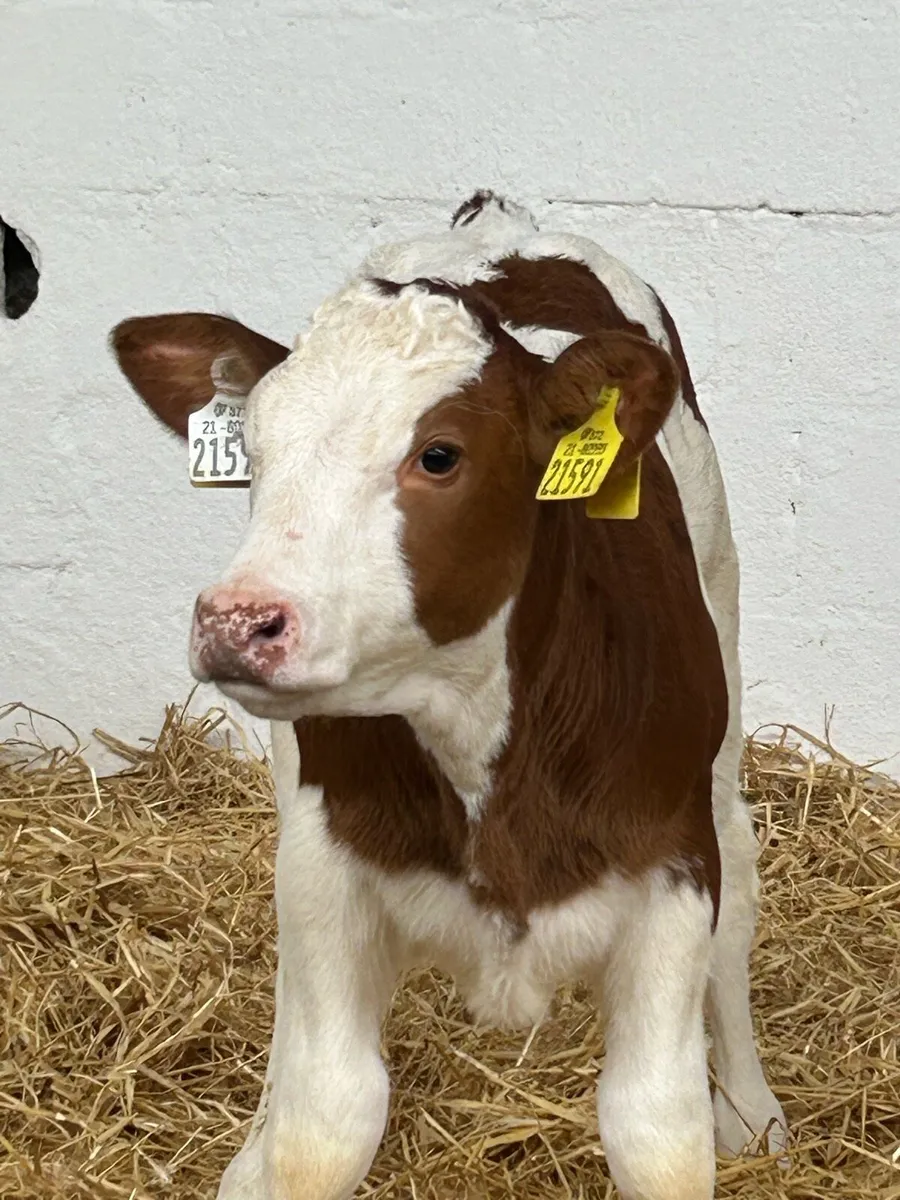 SERIOUS AI BRED CONTINENTAL HEIFER CALVES - Image 4