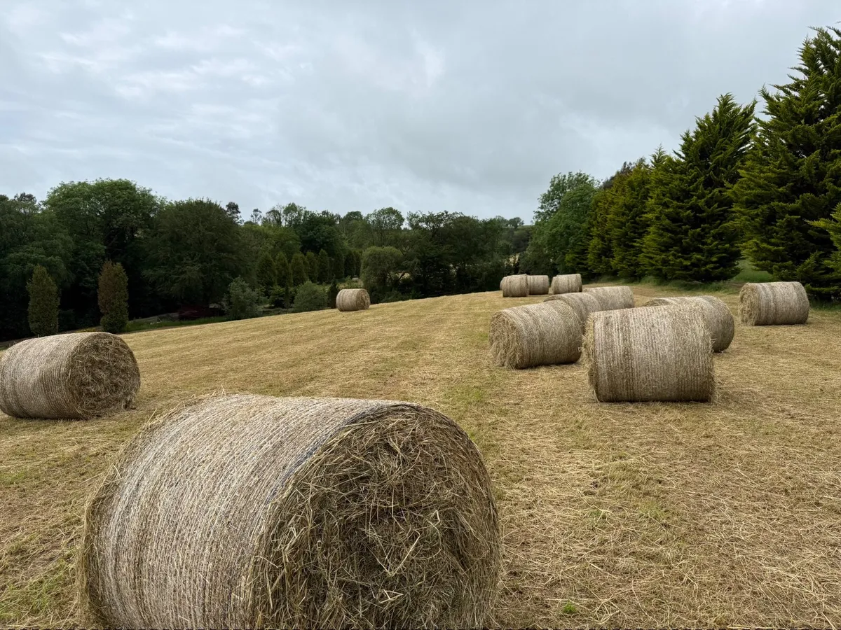 2026 Hay - Image 3