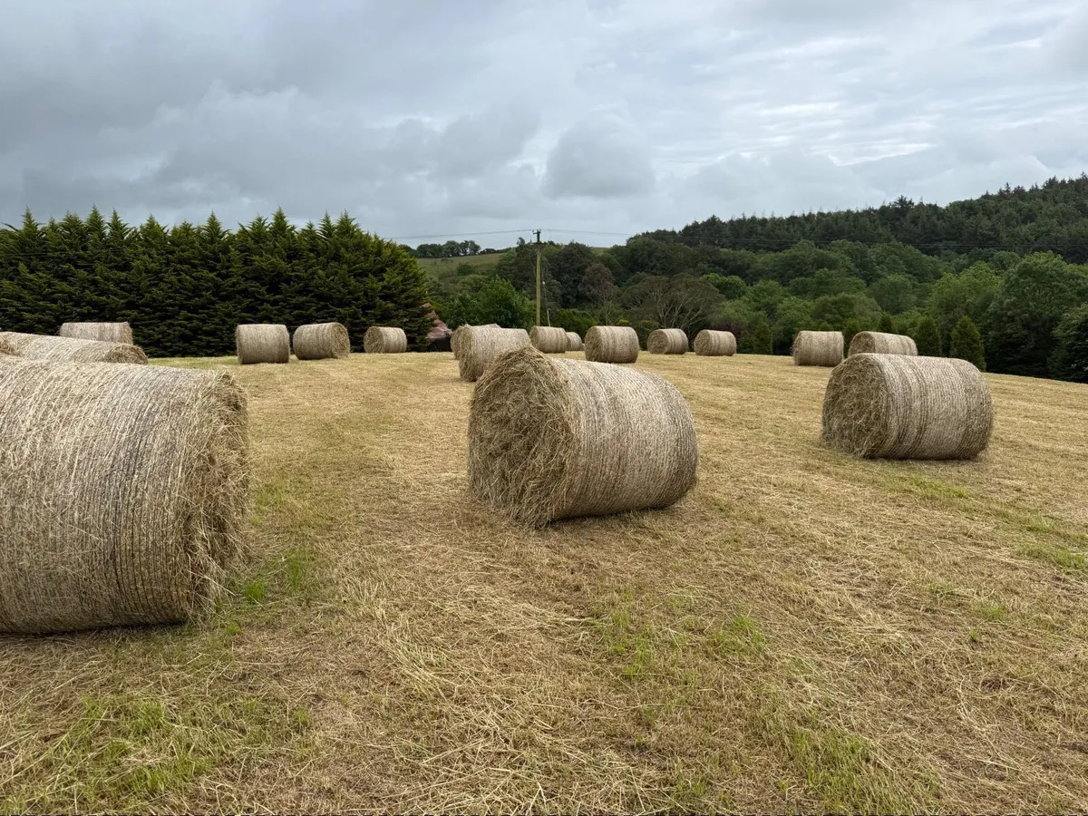 2026 Hay - Image 4