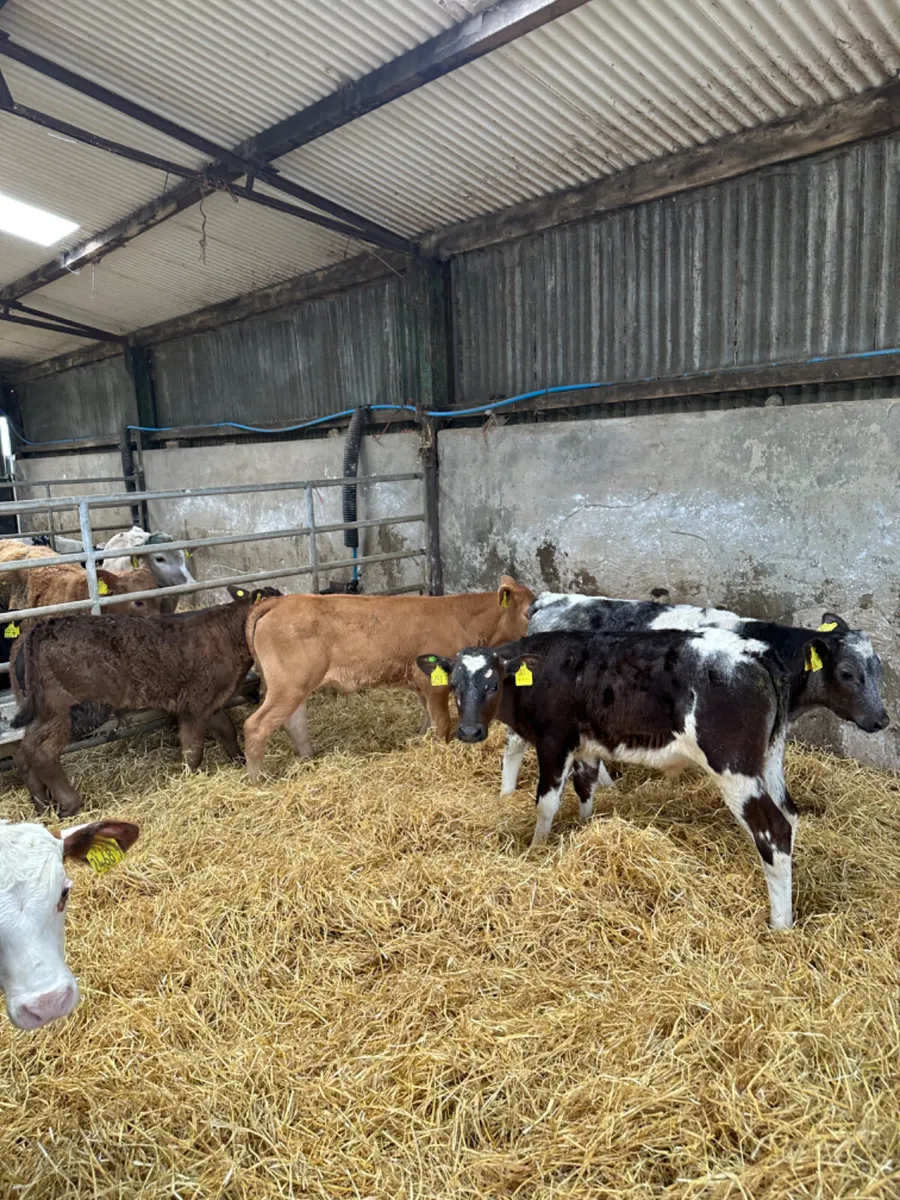 Reared bulls - Image 2