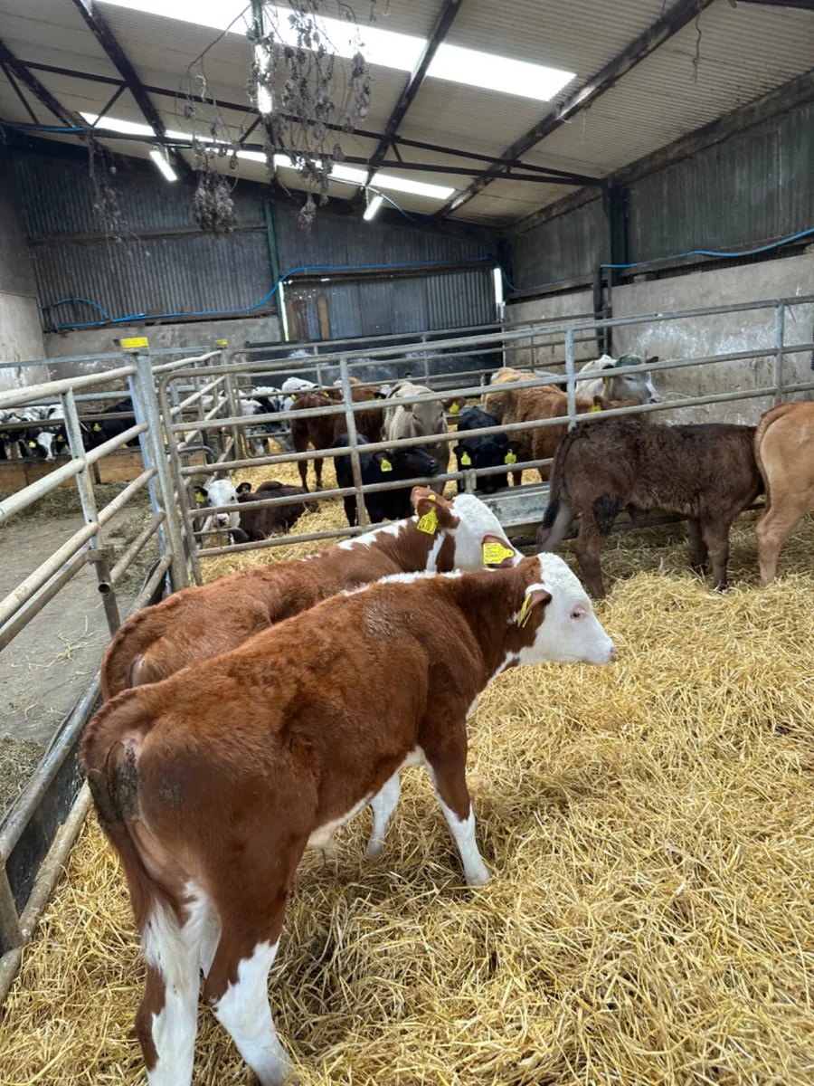 Reared bulls - Image 1