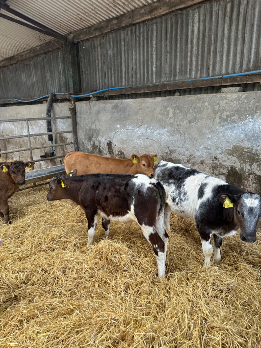 Reared bulls - Image 4