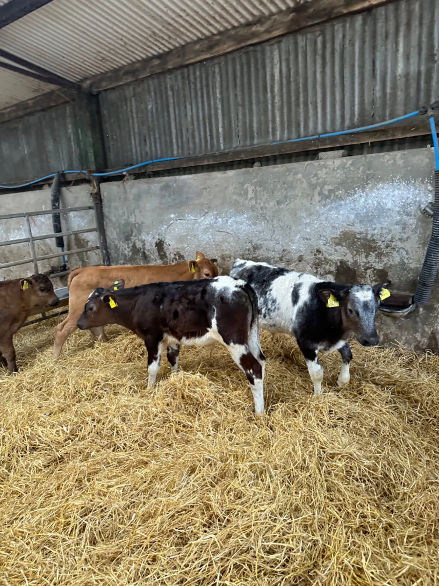 Reared bulls - Image 3