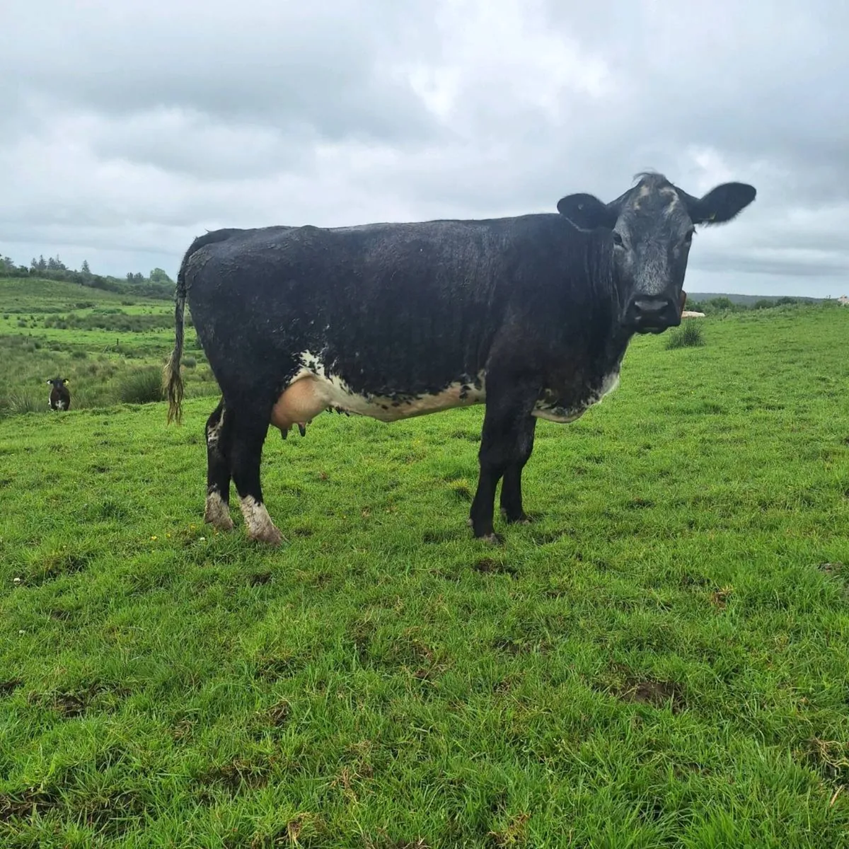 Cow and calf - Image 1