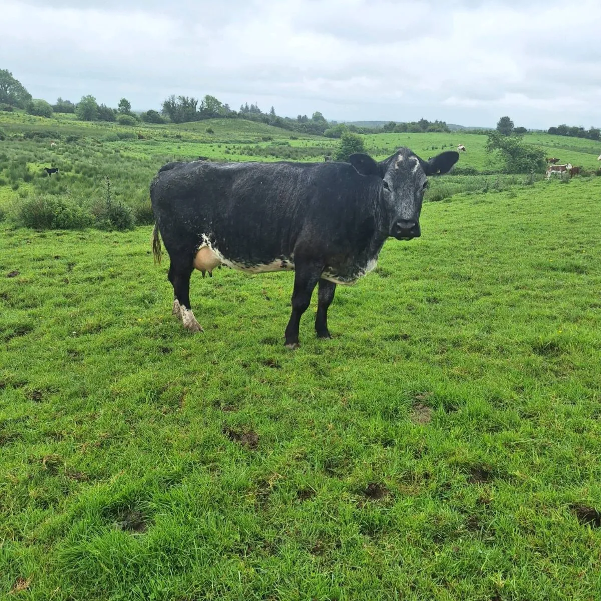 Cow and calf - Image 2