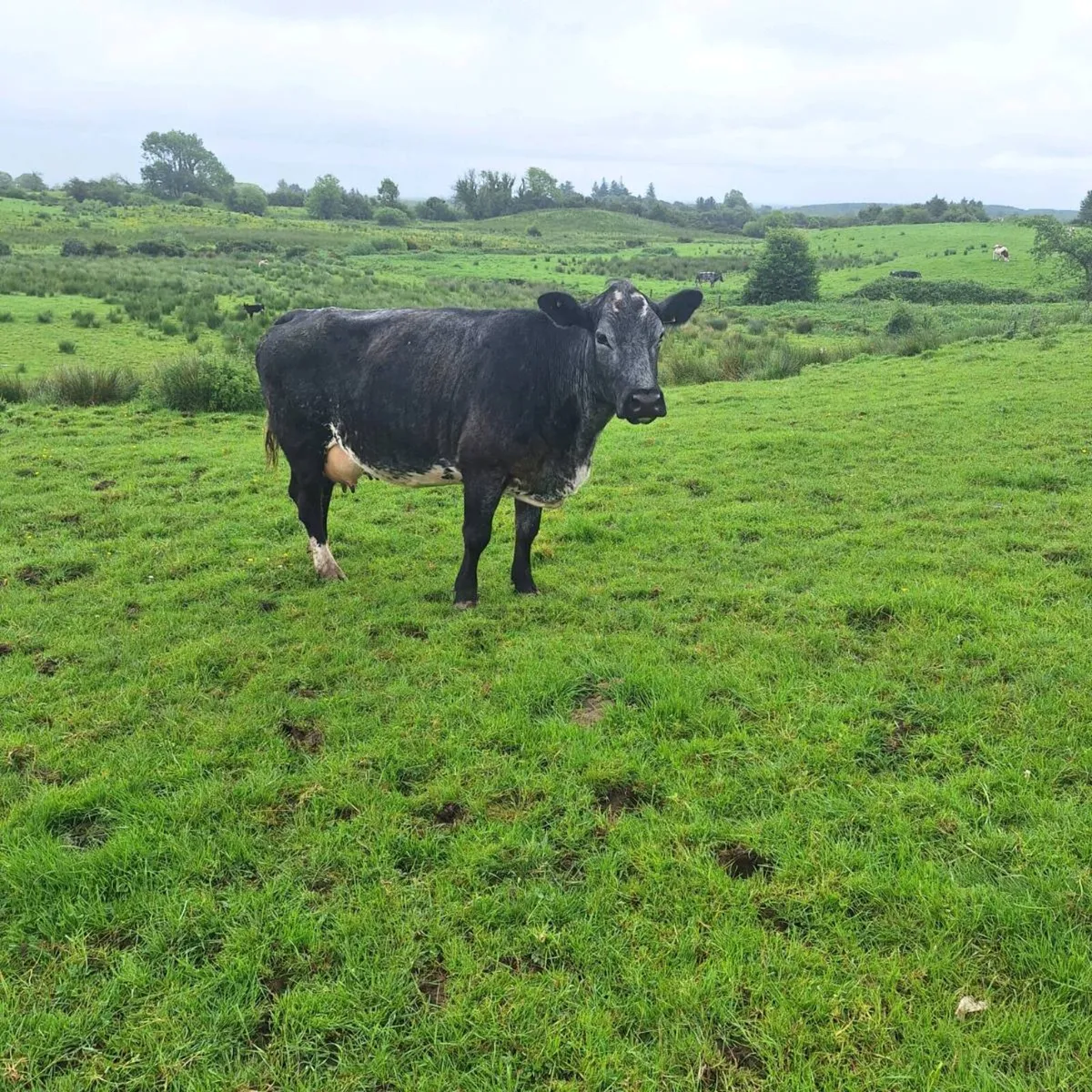 Cow and calf - Image 3