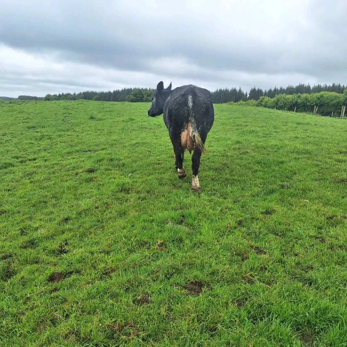Cow and calf - Image 4