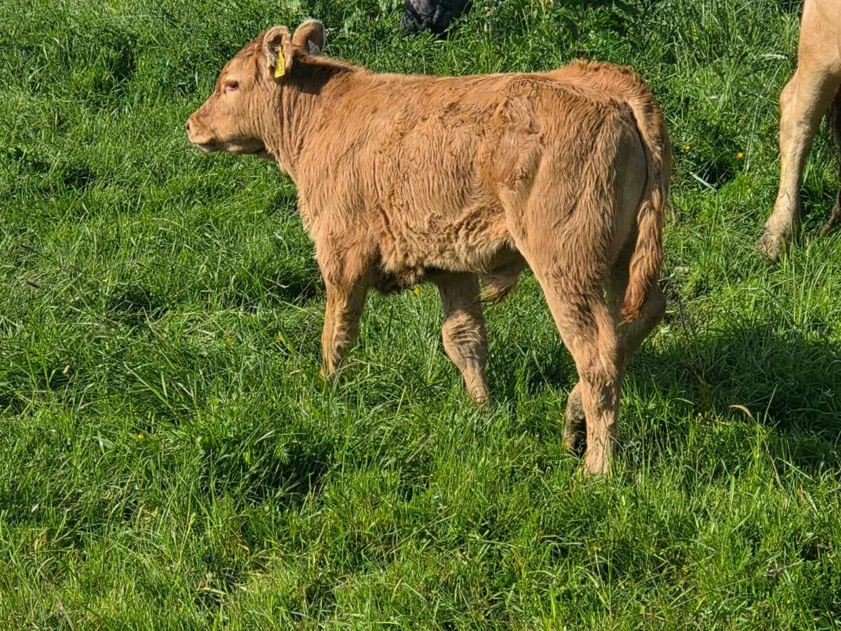 Organic LMX 1st calf Cow and Bull Calf - Image 1
