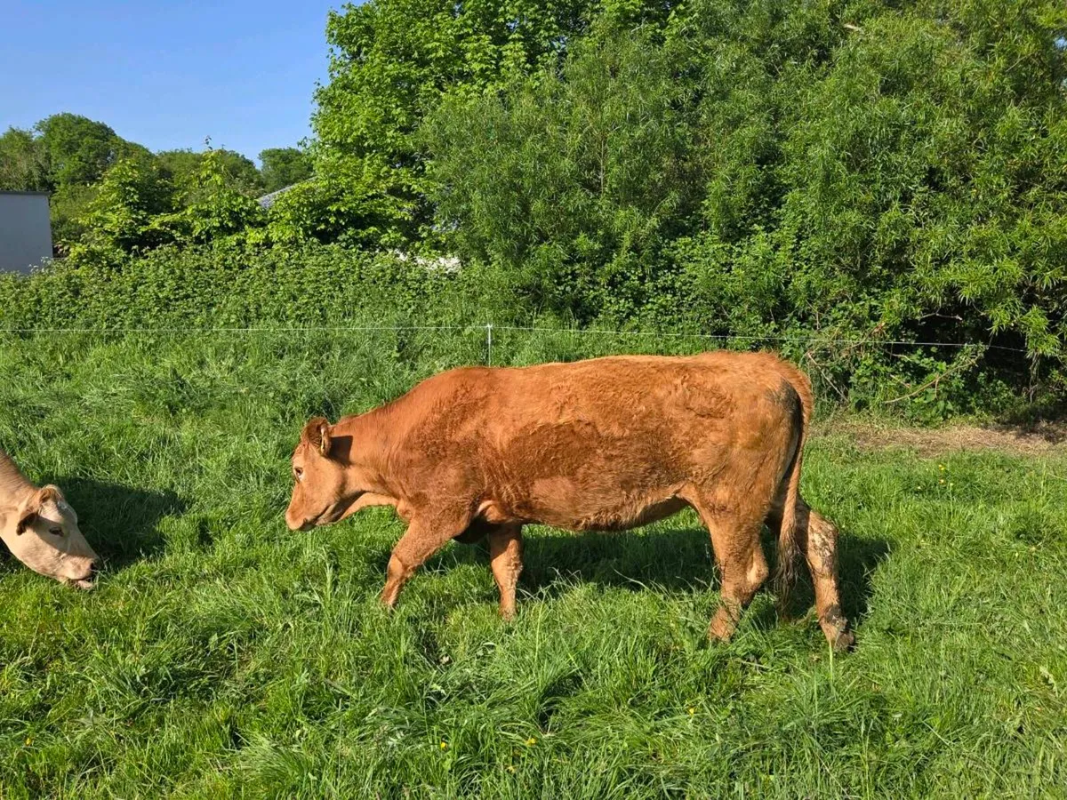 Organic LMX 1st calf Cow and Bull Calf - Image 4